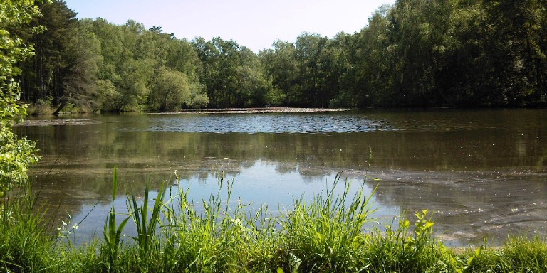 The Chobham Fishpool angling lake viewed on a sunny summer day. Tree lined, with a slight ripple on the middle of the lake, lily pads are present in the distance.
