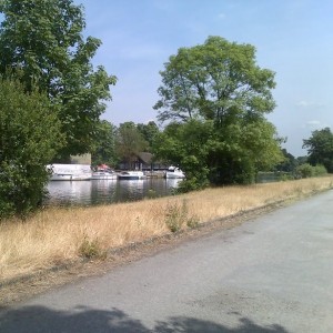 Fishing swims on the towpath at Ferry Road, Molesey