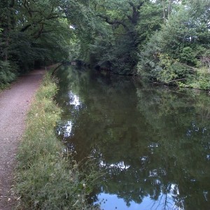 Looking along the Baskingstoke Canal angling venue in summer, with the far side tree lined with overhanging branches, and the nearside with a wide towpath