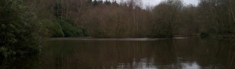Looking across a Chobham & District Angling Club fishery on a winter day. The main island, sporting bare trees, is visible in the middle of the shot.