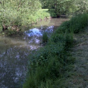 Angling on the Bramley Wey