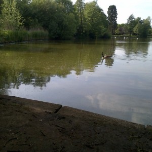 Looking out from a fishing swim on Broadwater lake