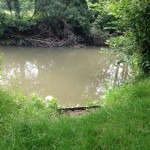 River Mole at Brockham - a fishing swim on a summer day, a grassy bank in the foreground, an overgrown far river bank