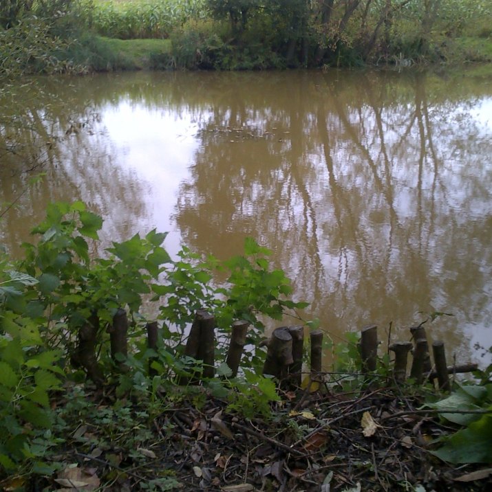 A view across the fishing Pond at Prews Farm in Send, looking out from an angling swim