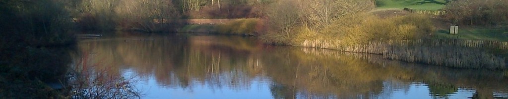 A view of Westmorland Park Lake on a sunny winters day, showing reed beds and island.