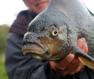 A large bream held up for the camera by an angler