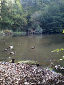 Pond 3 at Waggoners Wells. A fishing swim on an autumn day, with ducks on the lake.