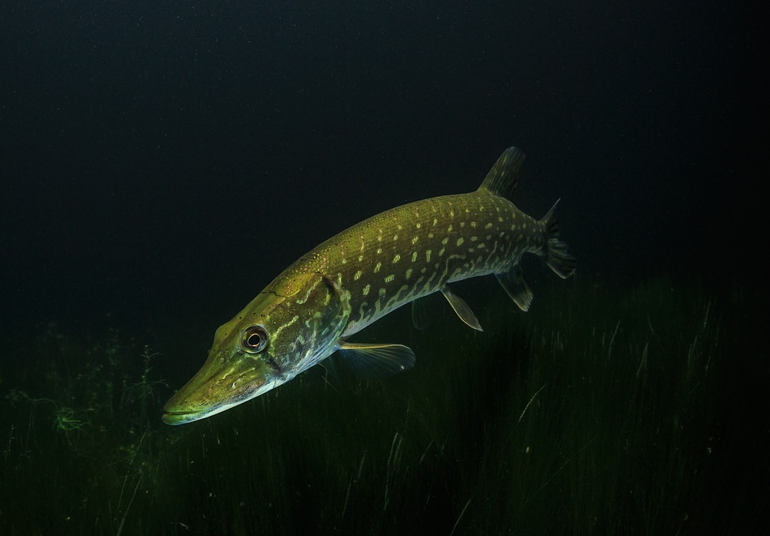 Pike fishing in Kent | Allaboutangling.net