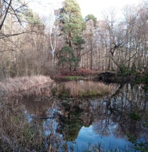 A view across Round Pond at Chobham in early winter on a bright afternoon