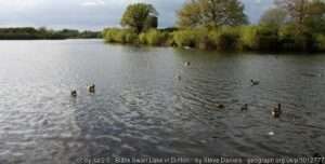 A view across the Black Swan Lake angling venue on a bright day