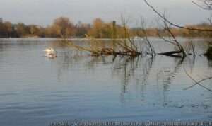 Looking across the Chilham Mill Estate Lake angling venue on a sunny winter day