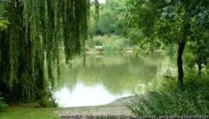 A view across the Bysingwood Lake angling venue in Faversham on a summer day