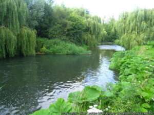 A summer day on the River Loddon fishing venue