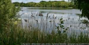 A summer day on White Swan Lake at Dinton Pastures fishery