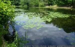 A summer view across the Keston Ponds angling venue