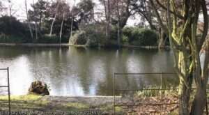 A view across the Rookery Lake angling venue in Bromley on a bright day