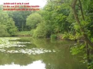 A view across the Rookery Pond angling venue in Ashstead on a bright summer day